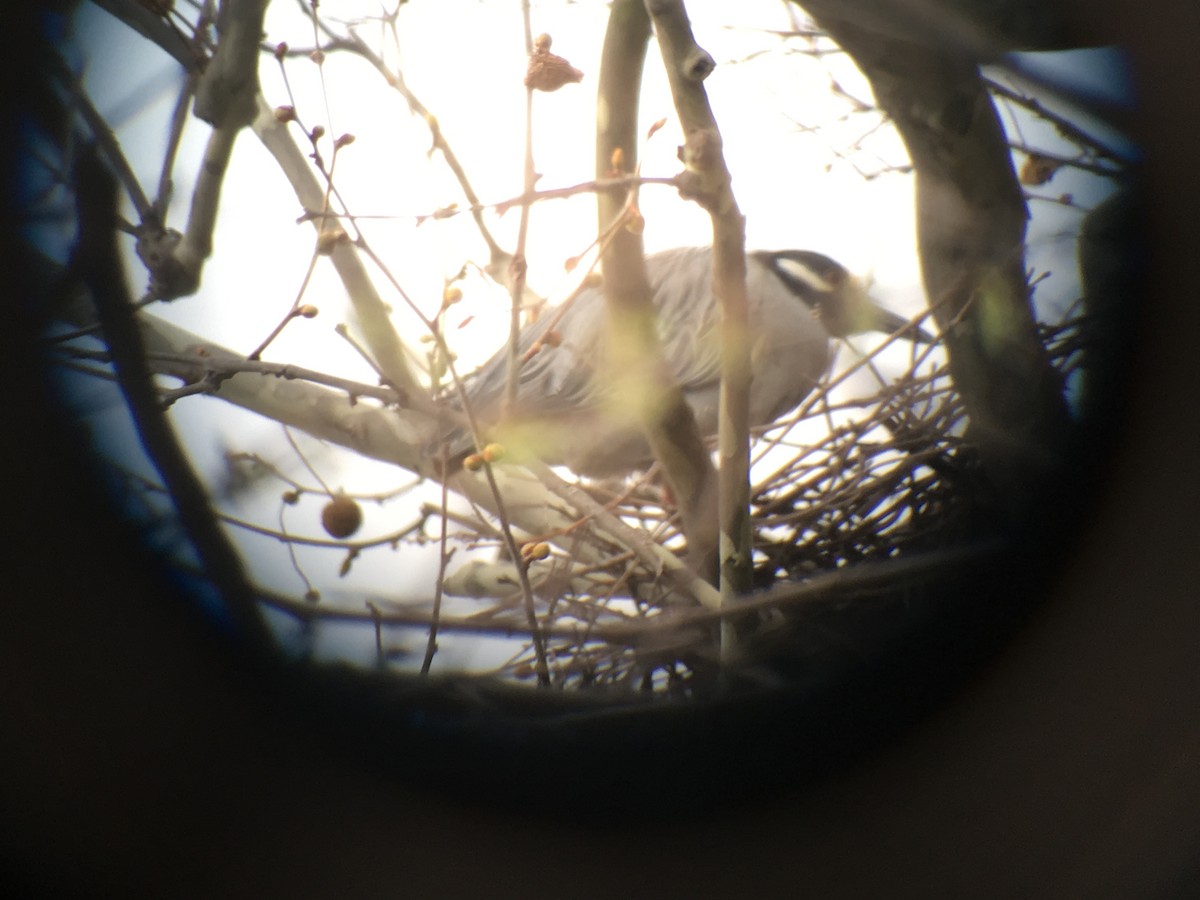 Yellow-crowned Night Heron - ML53214051