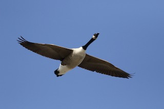 Canada Goose, ML53214811