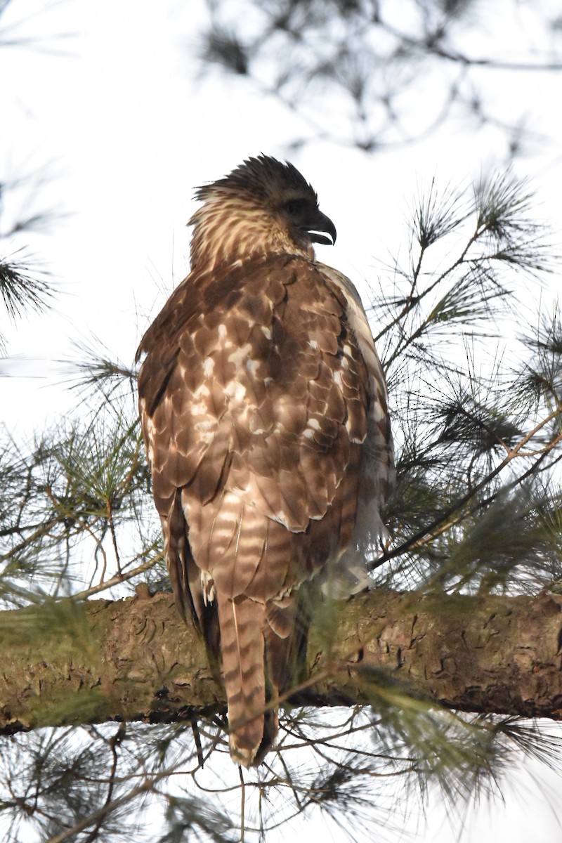 Red-tailed Hawk - ML532150651
