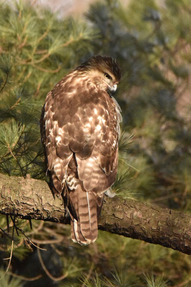 Red-tailed Hawk - ML532150661