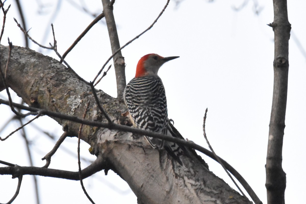 Red-bellied Woodpecker - ML532150781