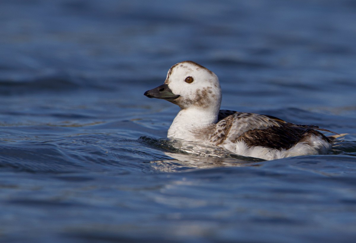 Long-tailed Duck - ML532154391