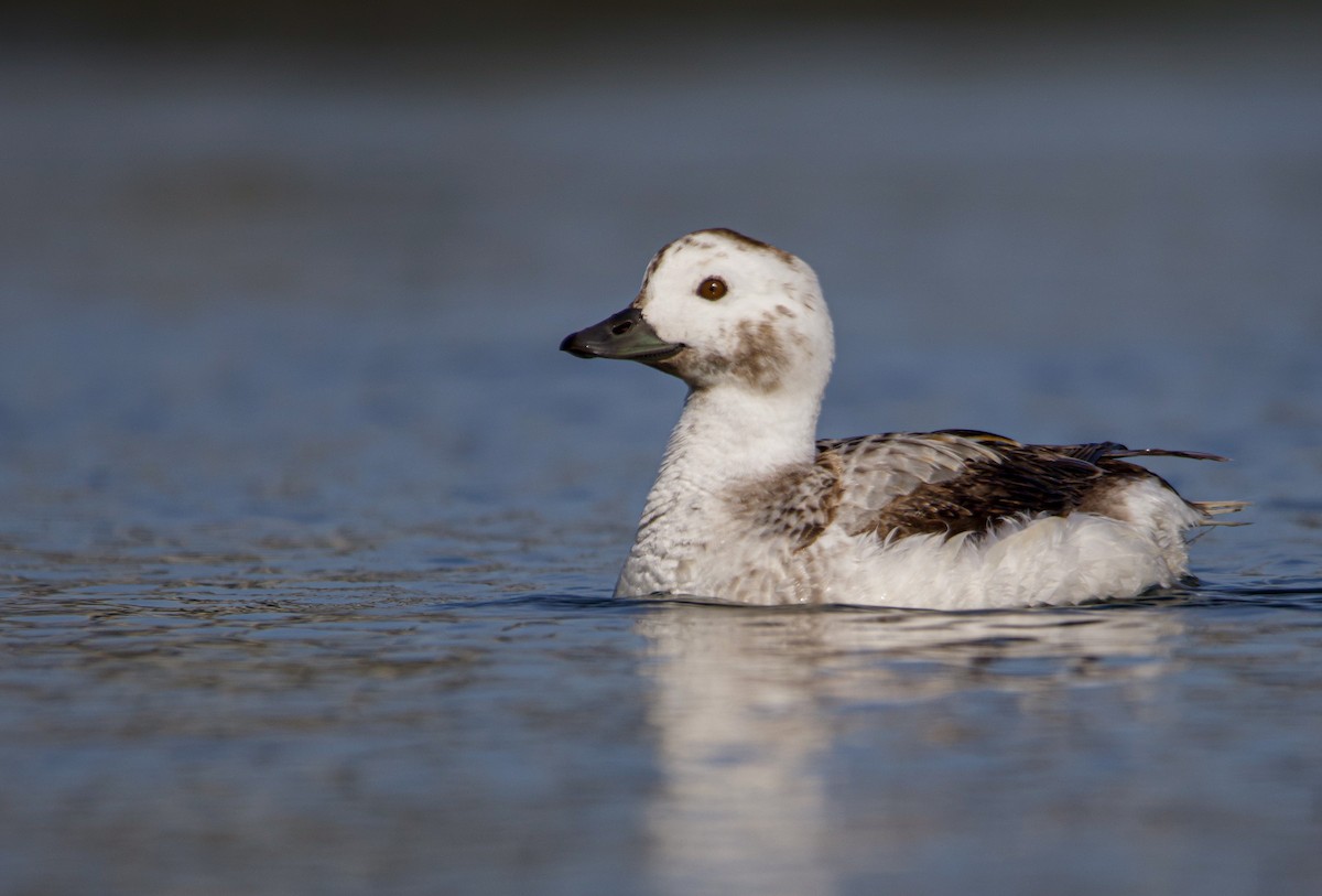 Long-tailed Duck - ML532154401