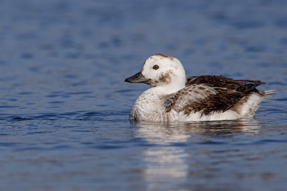 Long-tailed Duck - ML532154411