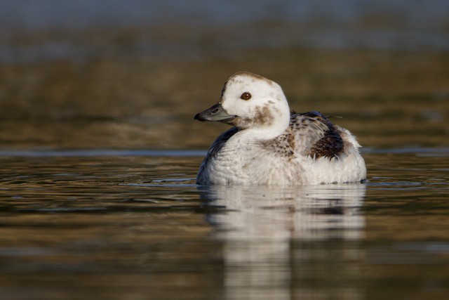 Long-tailed Duck - eBird