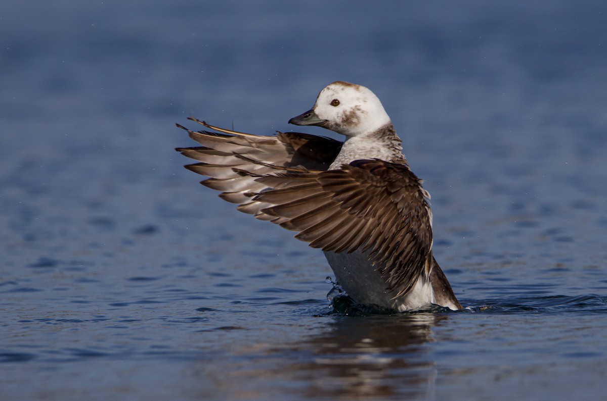 Long-tailed Duck - ML532154441
