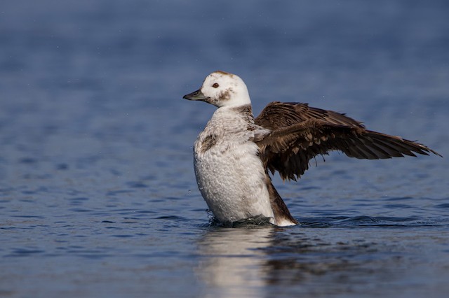 Long-tailed Duck - eBird