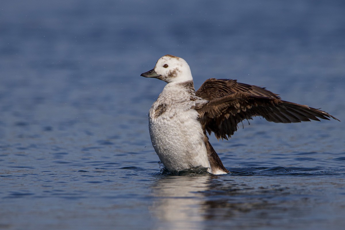 Long-tailed Duck - ML532154451
