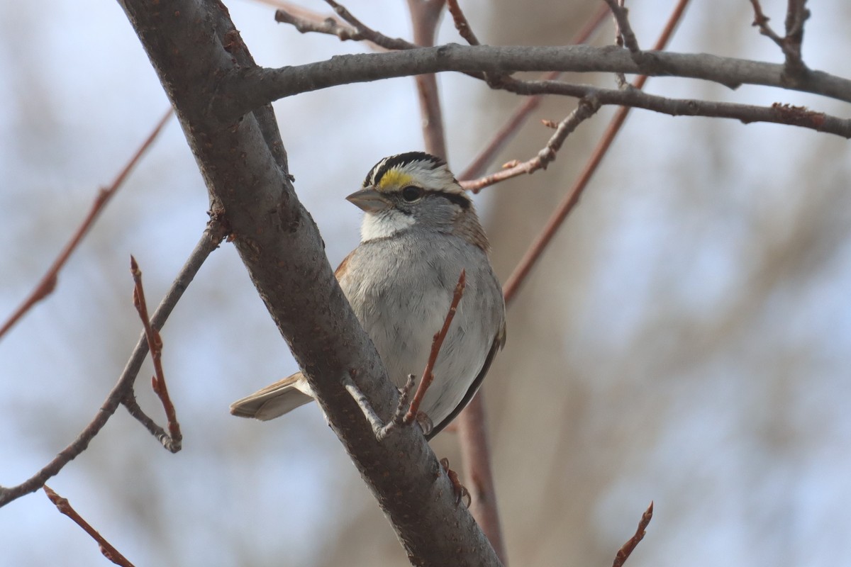 White-throated Sparrow - ML532161441