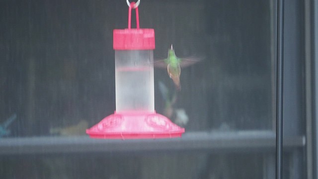 kolibřík yukatanský - ML532165481
