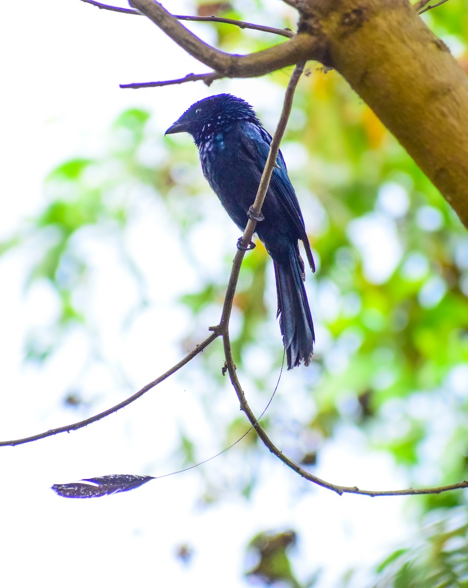 Lesser Racket-tailed Drongo - ML532167831