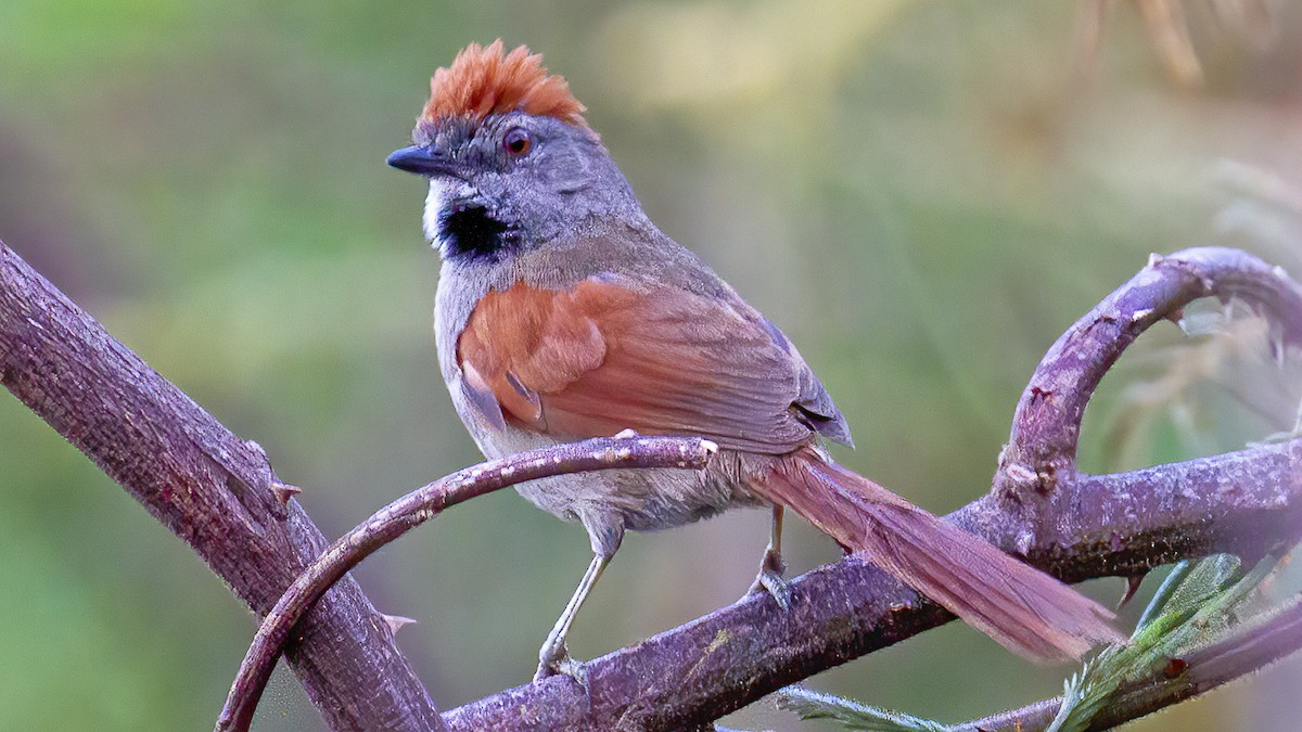 Sooty-fronted Spinetail - ML532174181