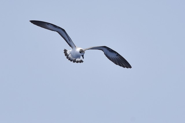 Definitive Basic&nbsp;Black-capped Petrel, light form (subspecies <em class="SciName notranslate">hasitata</em>). - Black-capped Petrel - 