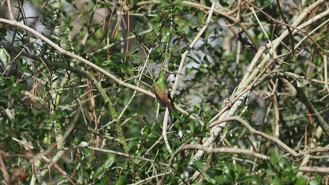 Buff-bellied Hummingbird - ML532177571