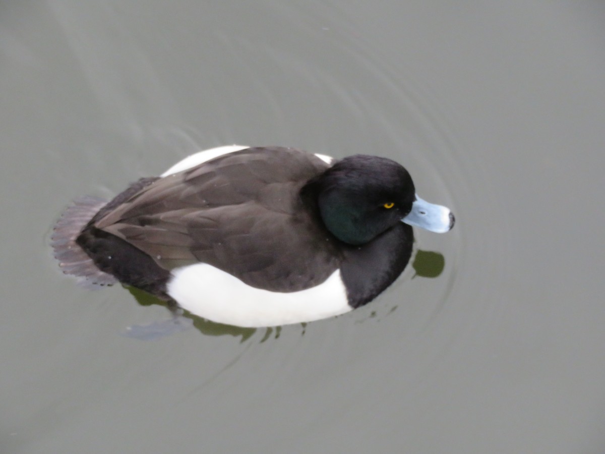 Tufted Duck - ML532178251