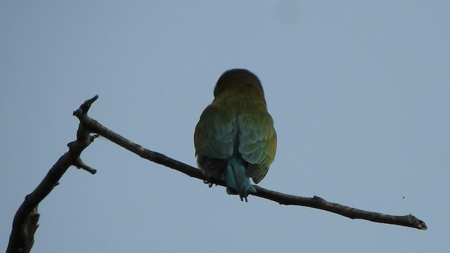 Blue-tailed Bee-eater - ML532178561
