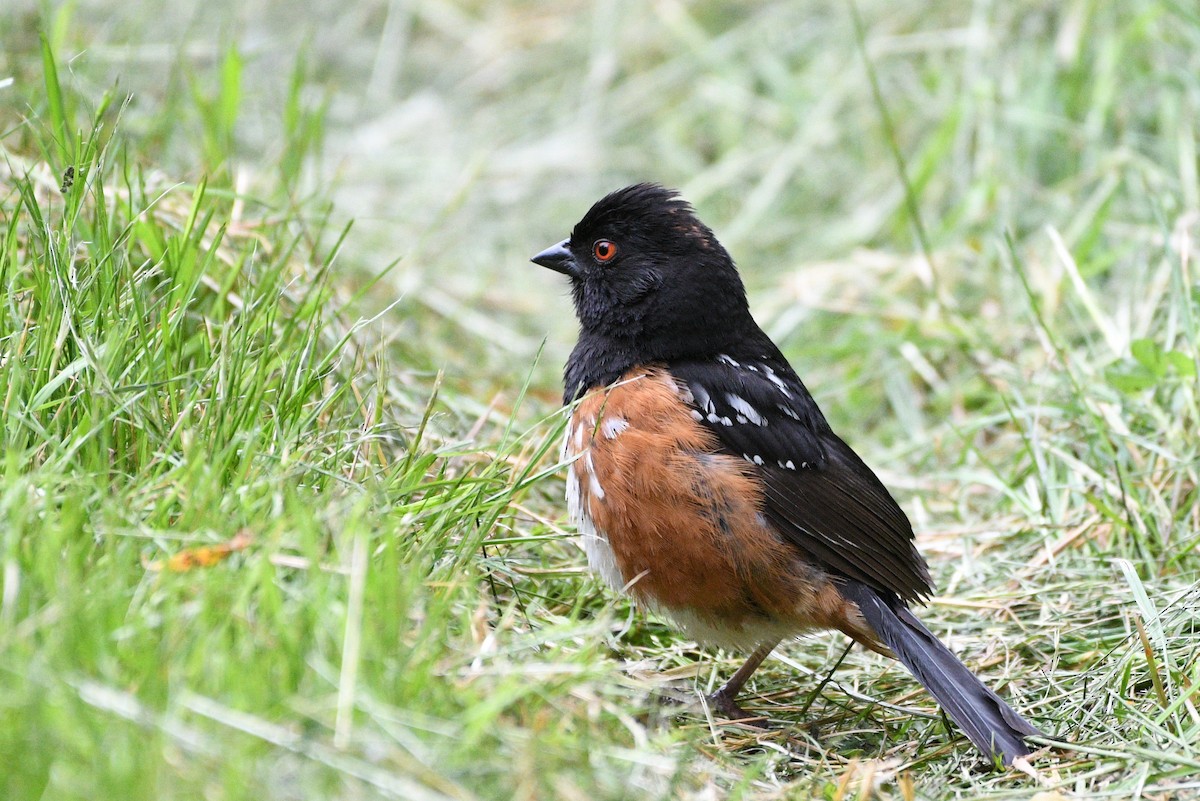 Spotted Towhee - ML532179881