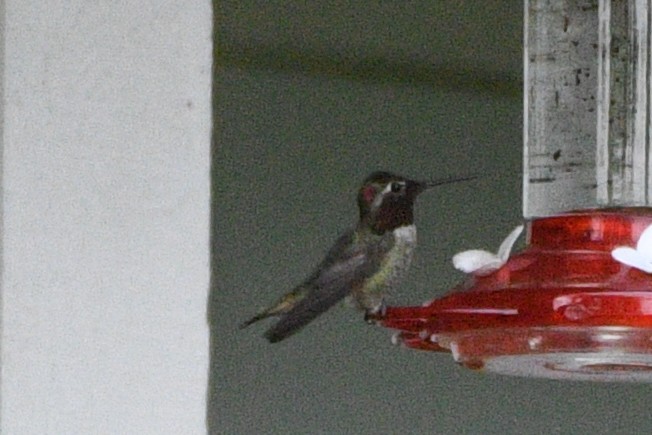 Anna's Hummingbird - ML532180901