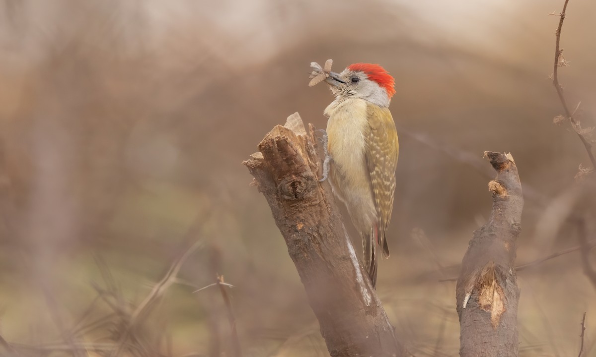 African Gray Woodpecker - ML532189701