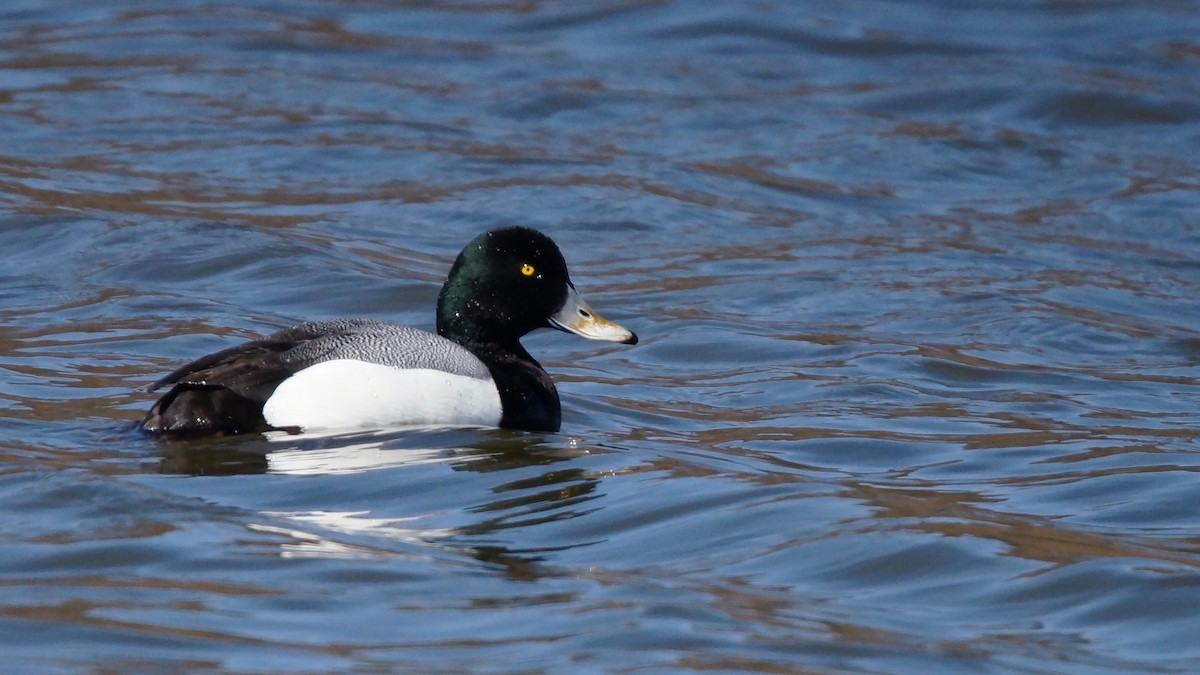 Greater Scaup - Adrian Melck