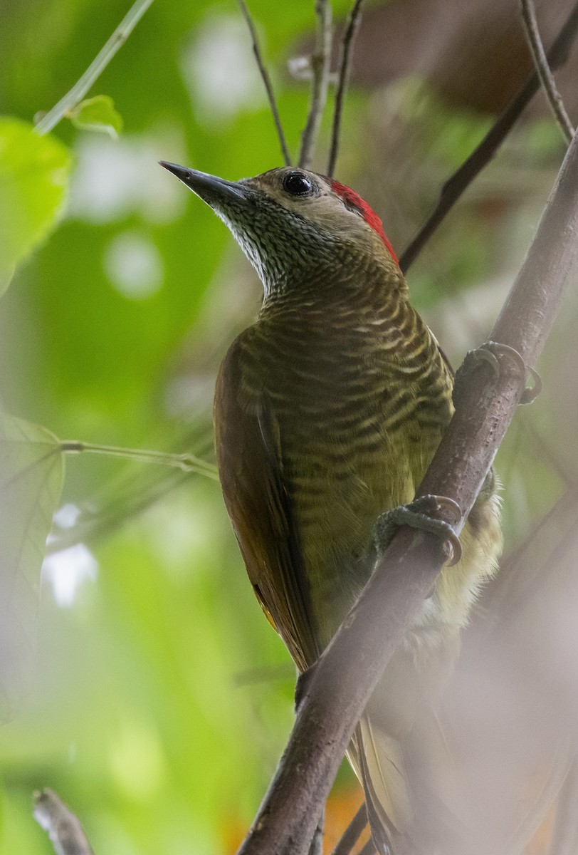 Golden-olive Woodpecker - ML532191621