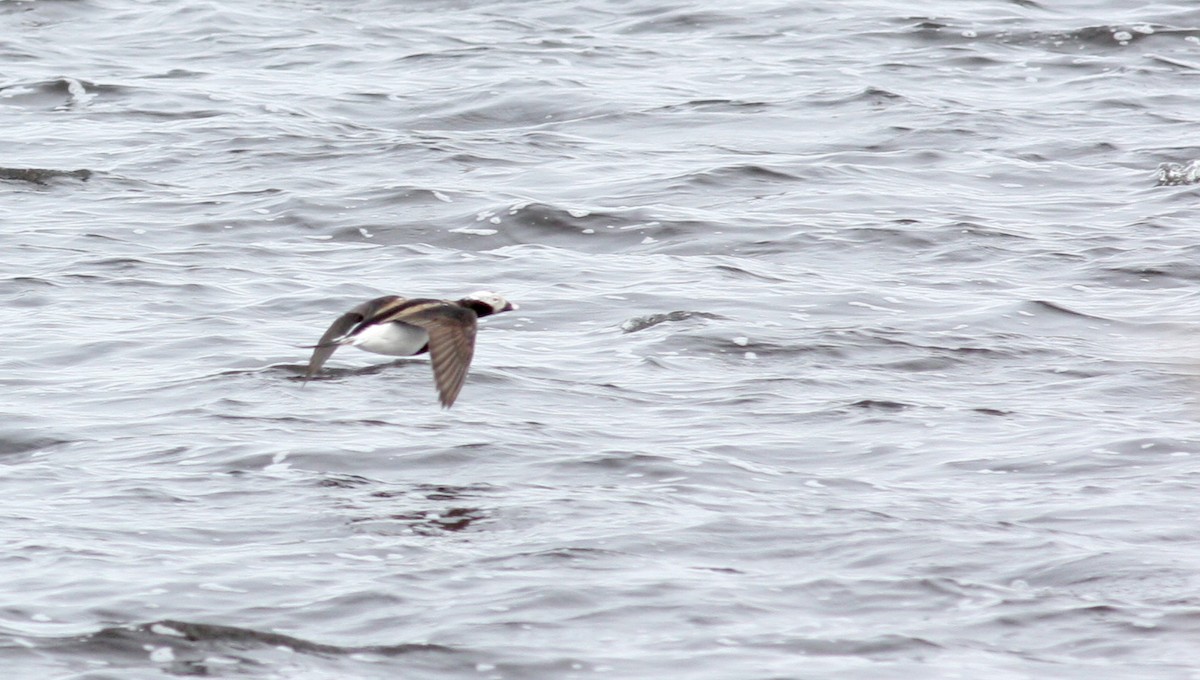 Long-tailed Duck - ML53219251