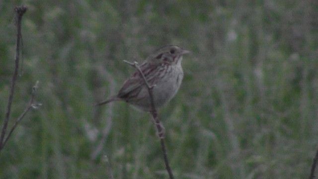 Henslow's Sparrow - ML532195751