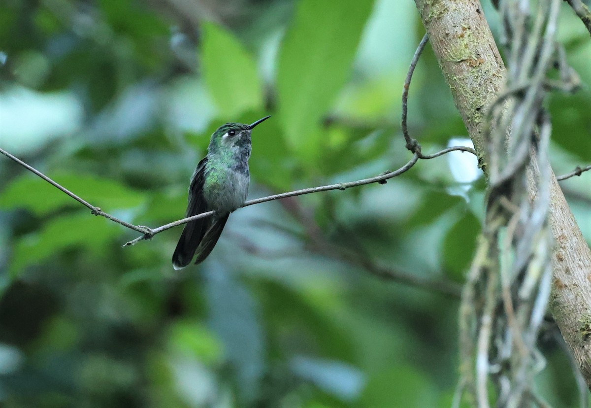 Emerald-chinned Hummingbird - Ottavio Janni