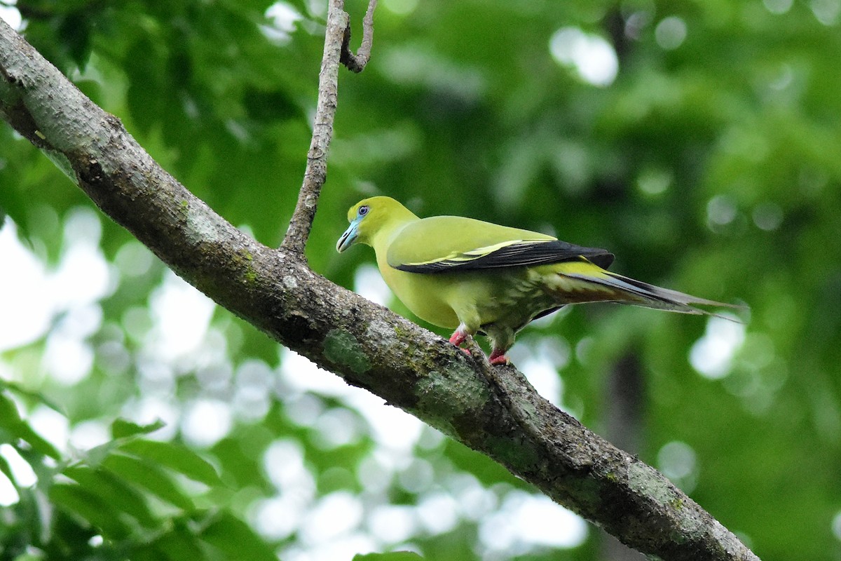 Pin-tailed Green-Pigeon - Ajoy Kumar Dawn