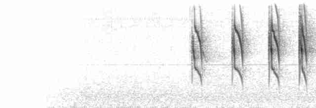  - Straight-billed Reedhaunter