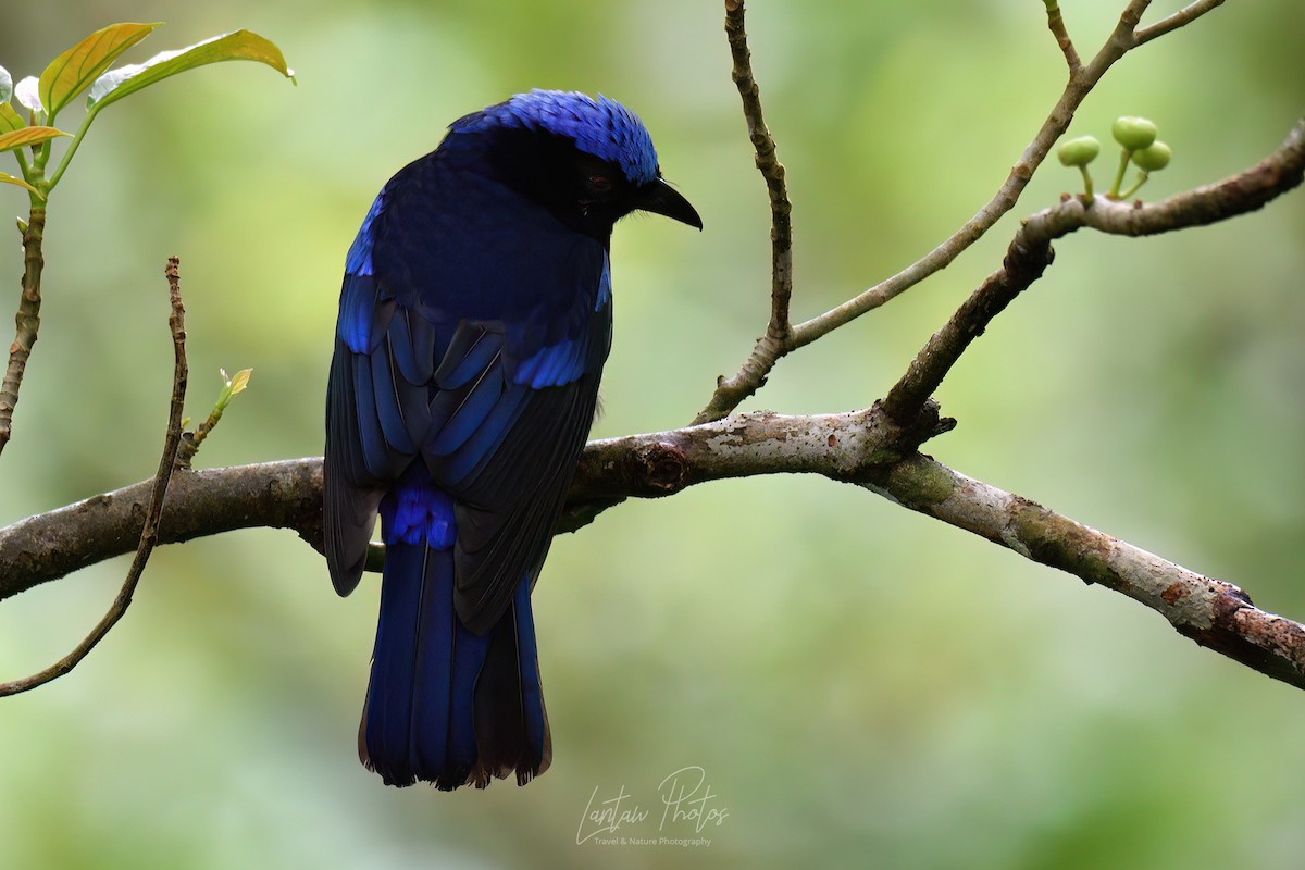 Philippine Fairy-bluebird - ML532201061
