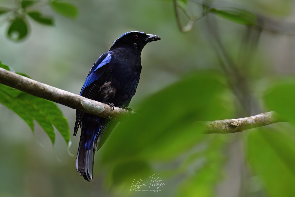 Philippine Fairy-bluebird - ML532201071