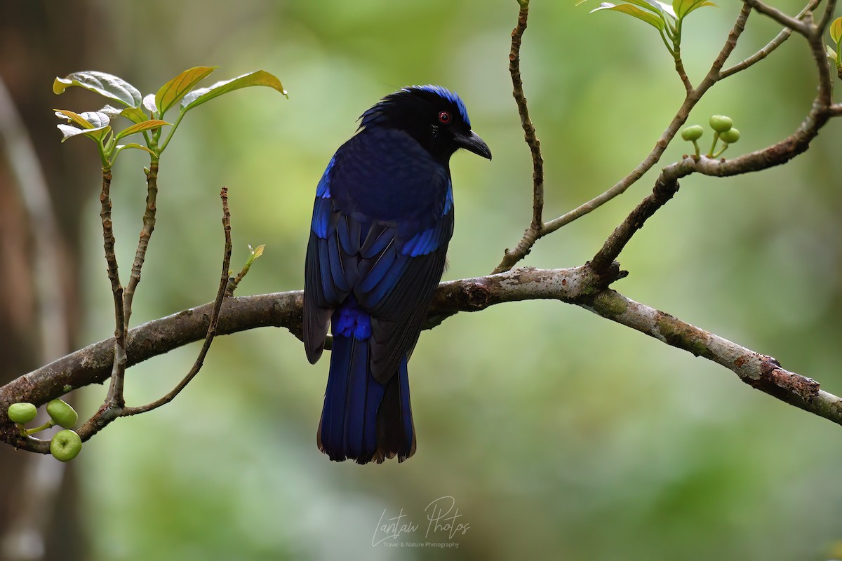 Philippine Fairy-bluebird - ML532201091