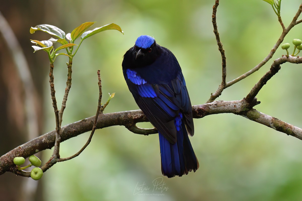 Philippine Fairy-bluebird - ML532201101