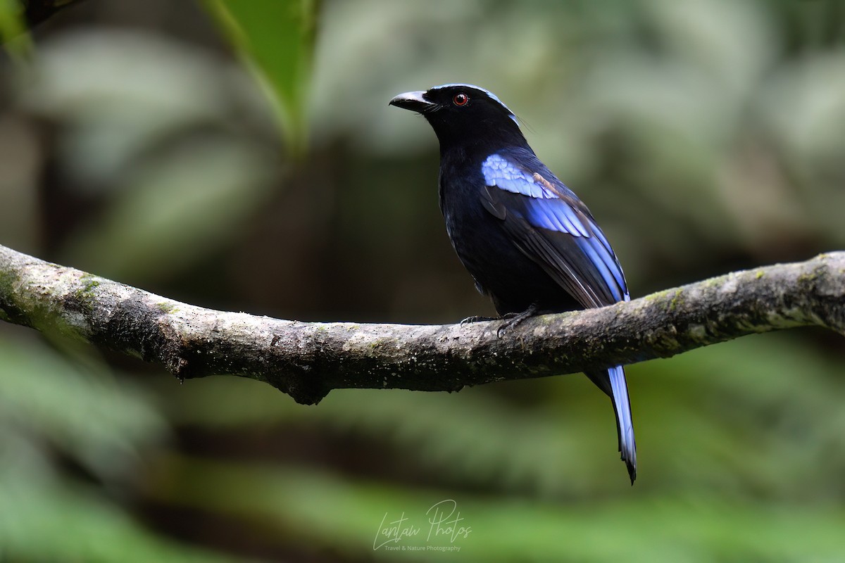 Philippine Fairy-bluebird - ML532201111