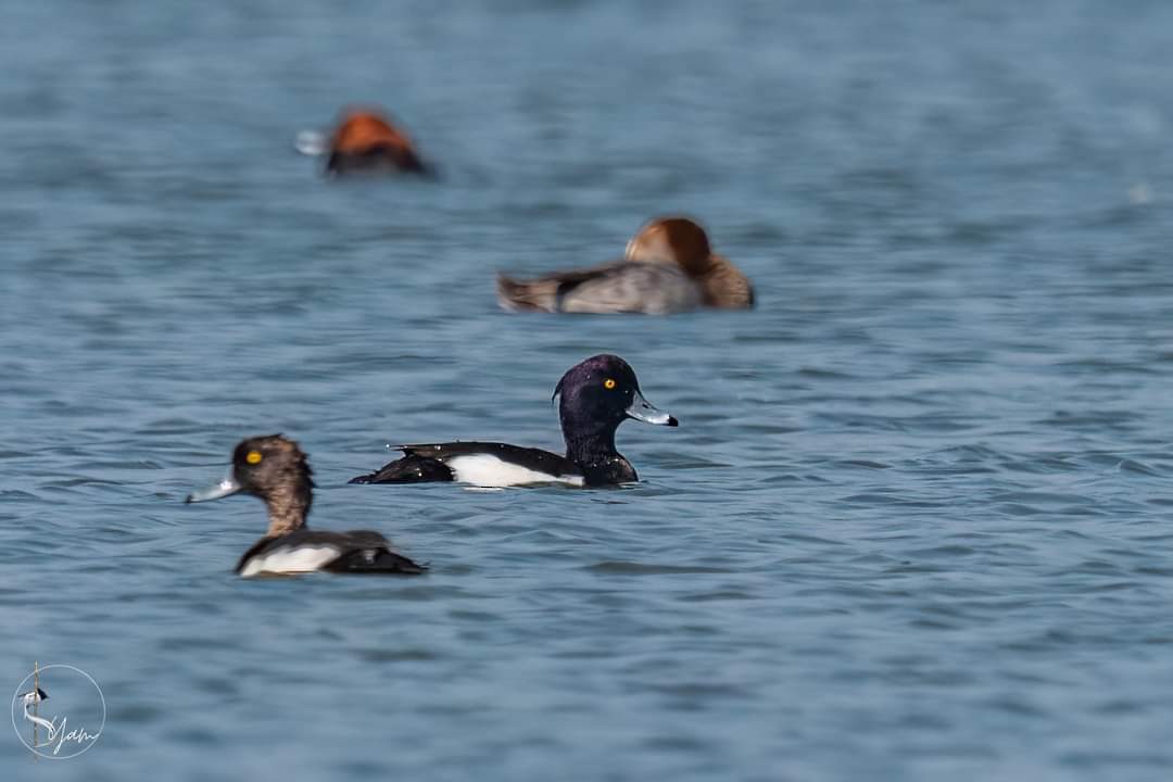 Tufted Duck - ML532201301