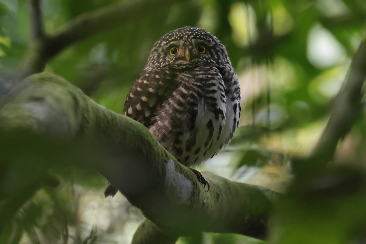 Collared Owlet - ML532203821