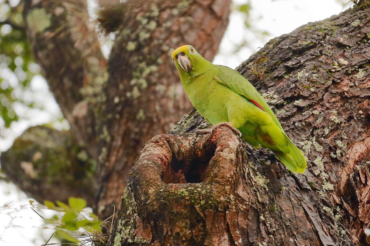 Yellow-crowned Parrot - ML532208741