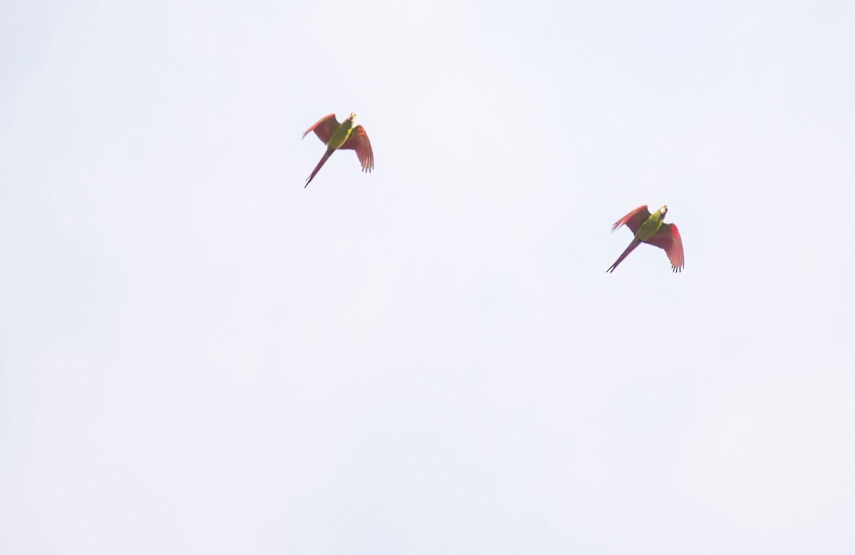 Chestnut-fronted Macaw - ML532209671