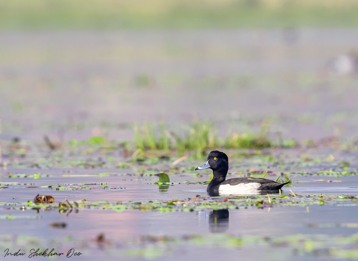 Tufted Duck - ML532210421