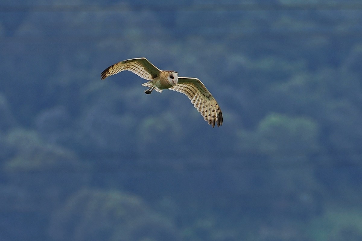 Australasian Grass-Owl - Leijun Zhuang