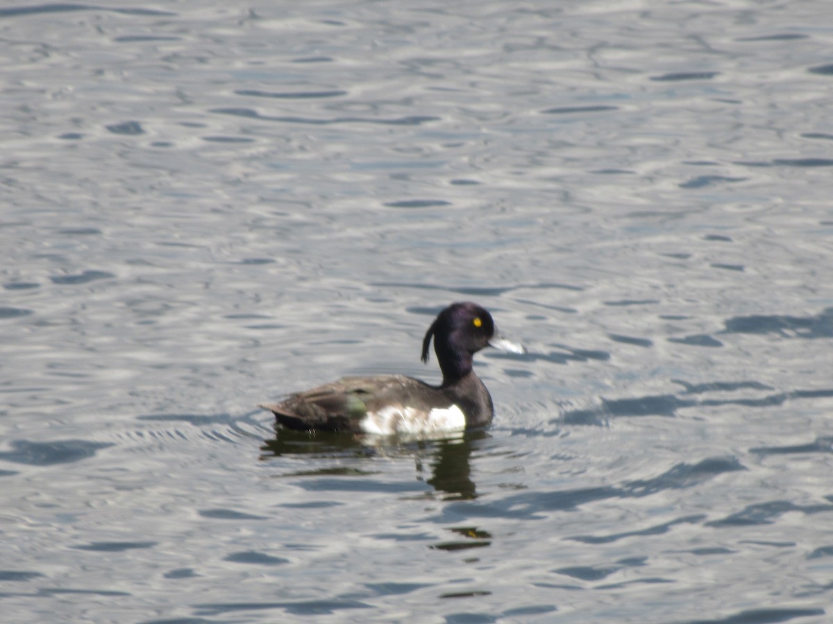 Tufted Duck - ML532214921