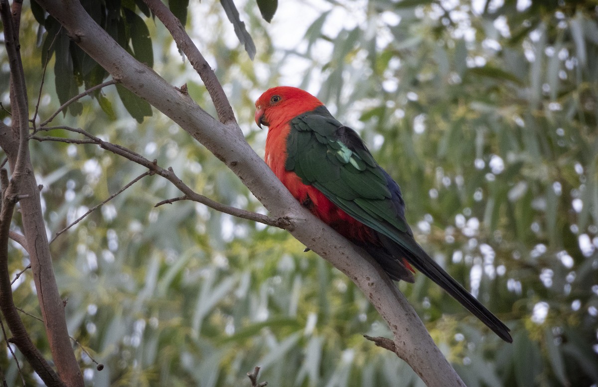 Avustralya Kral Papağanı - ML532216131