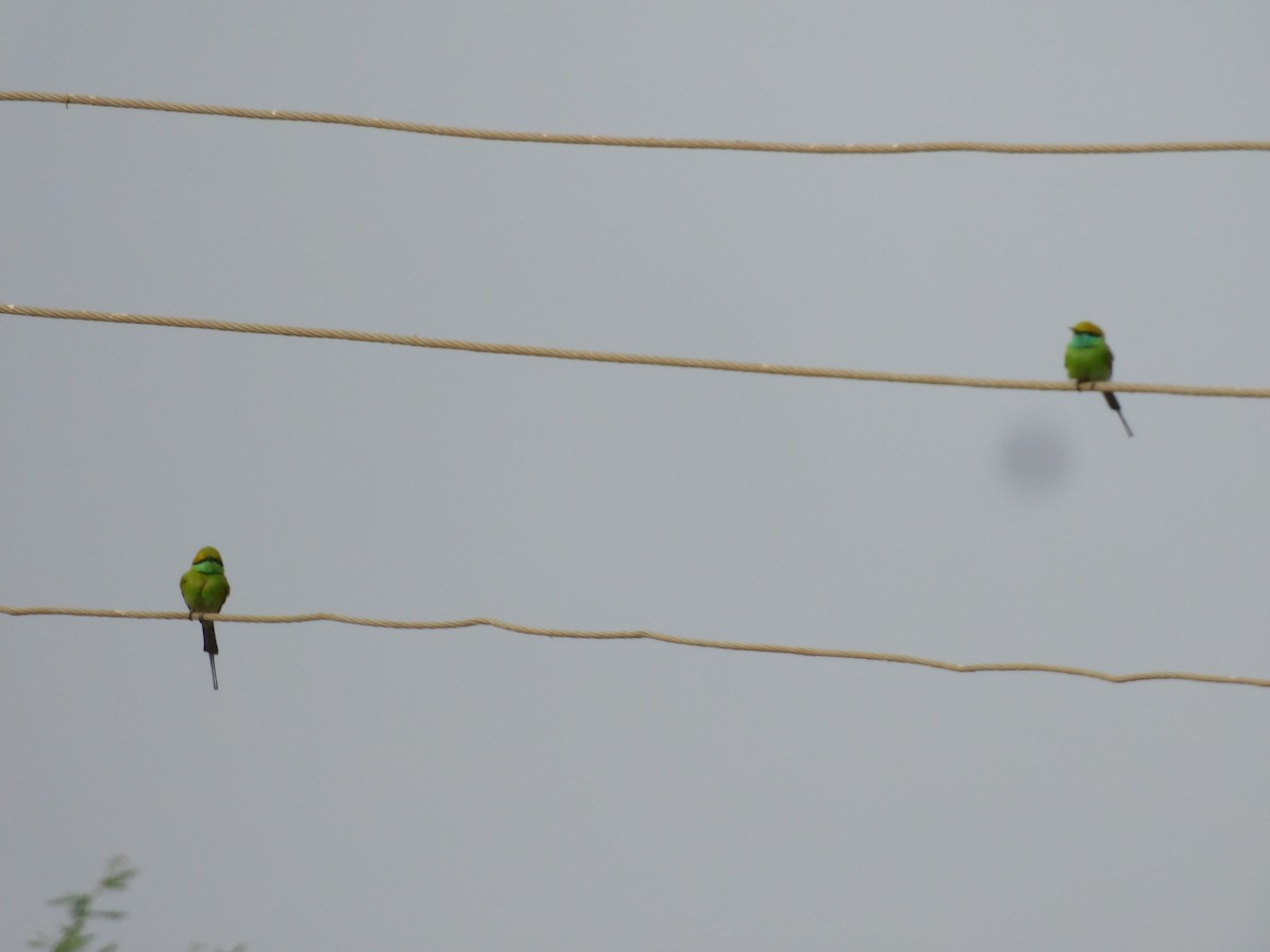 Asian Green Bee-eater - ML532216331