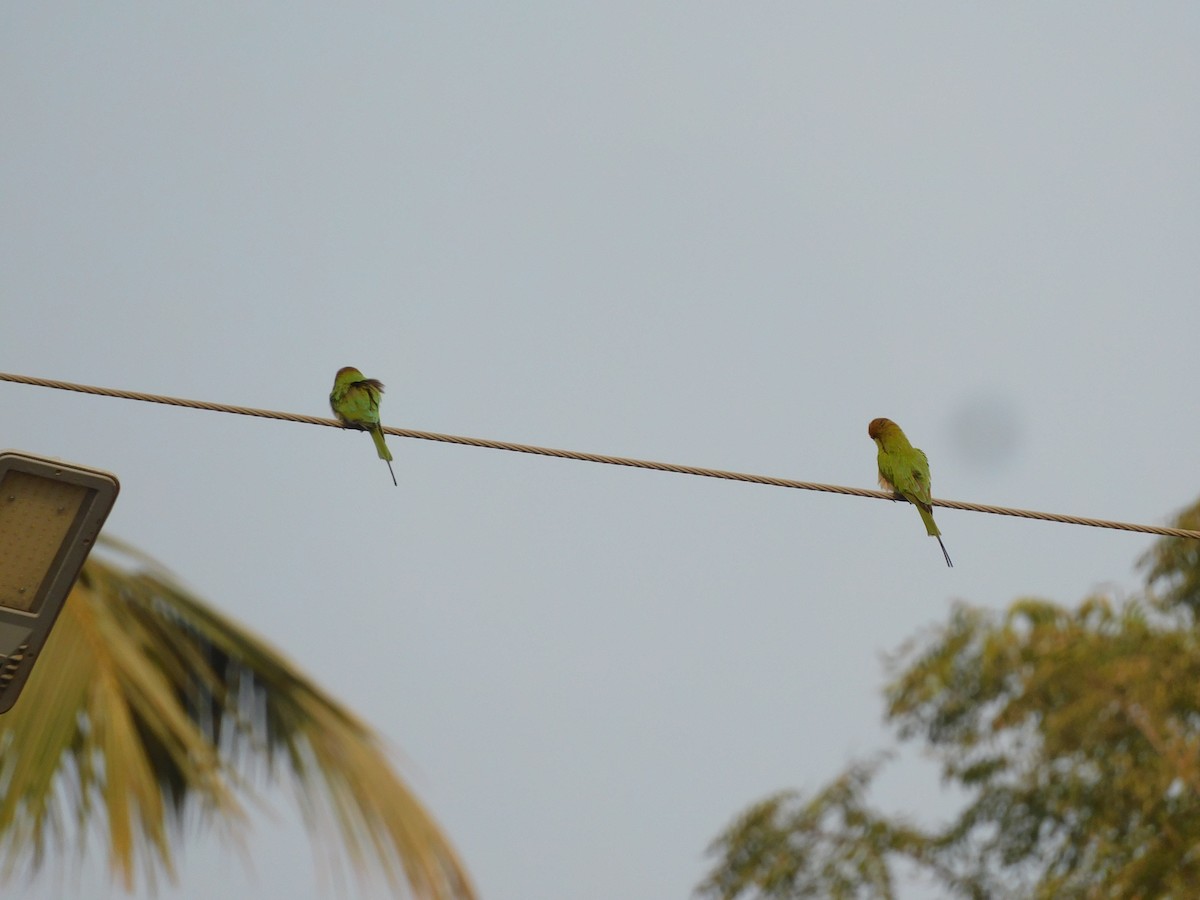 Asian Green Bee-eater - ML532216371