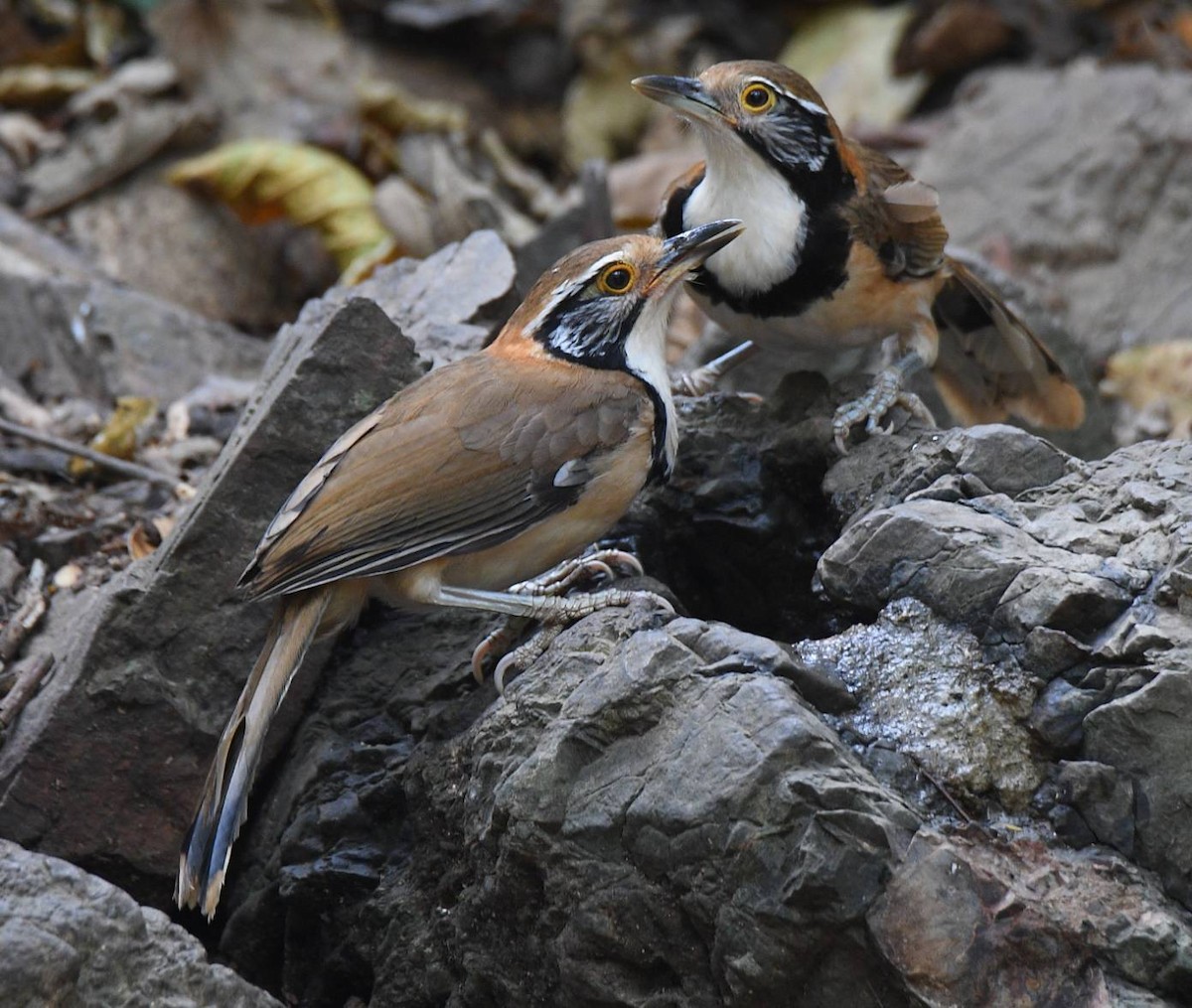 Greater Necklaced Laughingthrush - ML532221521