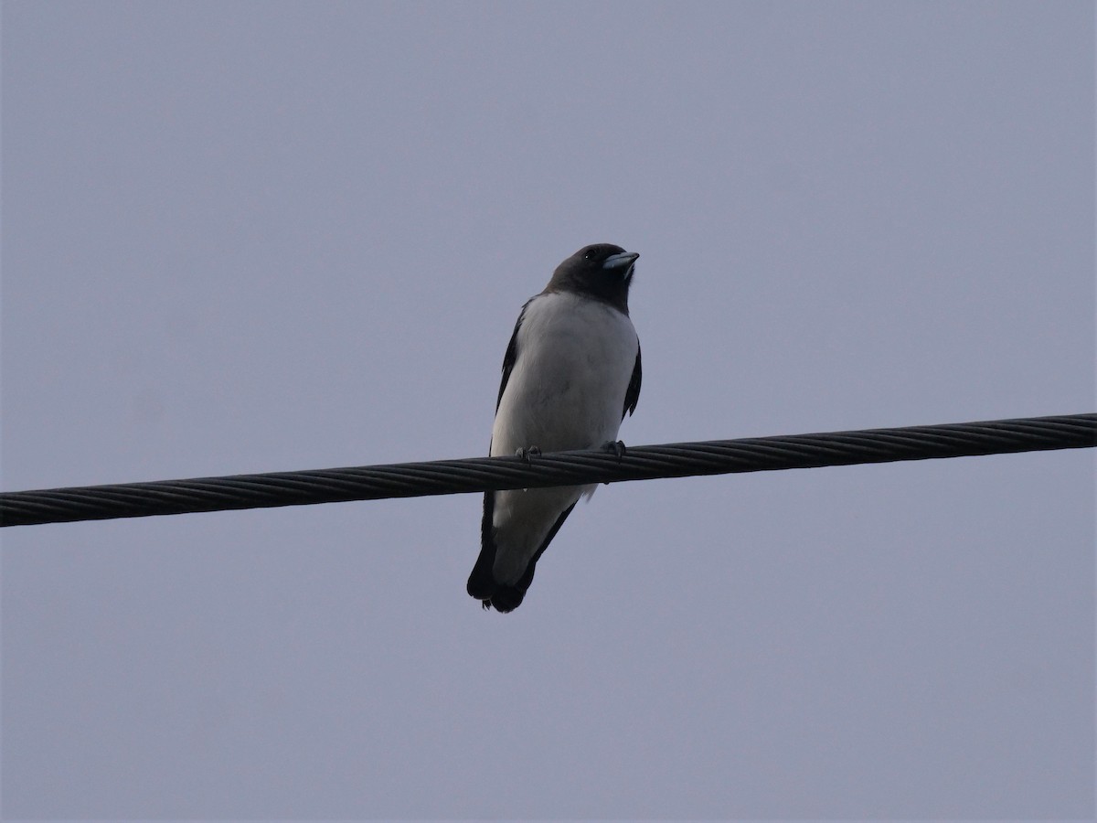 White-breasted Woodswallow - ML532221751