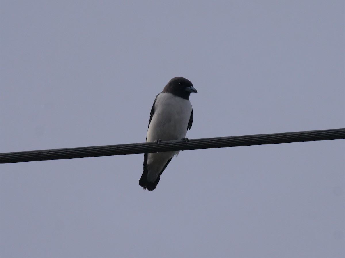 White-breasted Woodswallow - ML532221761