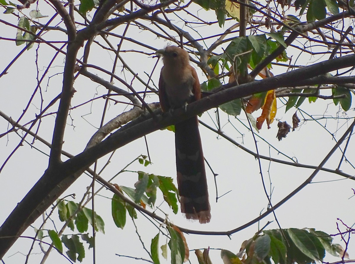 Squirrel Cuckoo - ML53222311