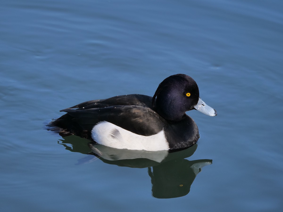 Tufted Duck - ML532224671
